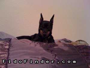 Safe Miniature Pinscher in Pearland, TX