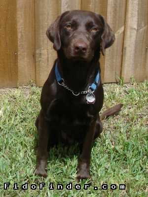 Safe Labrador Retriever in Miami, FL