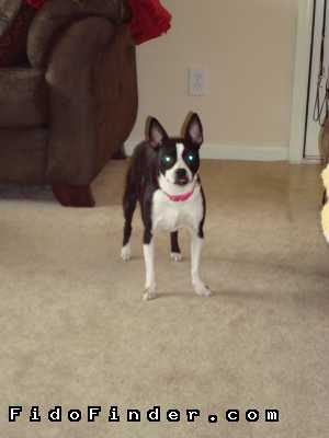 Safe Boston Terrier in Sugar Land, TX