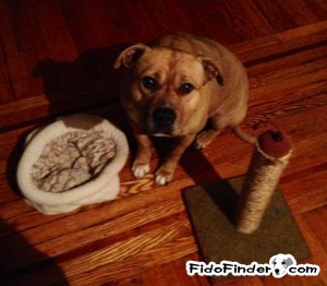 Safe Pit Bull in Baltimore, MD