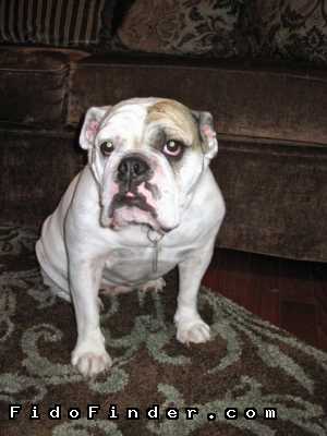 Safe English Bulldog in Lincolnton, GA