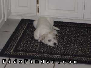 Safe West Highland White Terrier in Yukon, OK