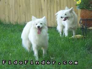 Safe American Eskimo Dog in Gambrills, MD