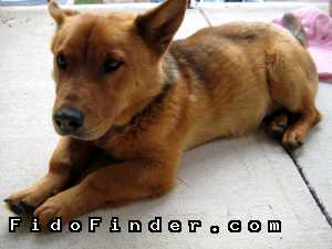 Safe Cardigan Welsh Corgi in Austin, TX