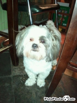 Safe Shih Tzu in Dallas, TX