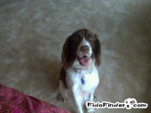 Safe English Springer Spaniel in Springfield, VA