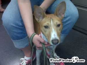 Safe Basenji in Auburn, WA