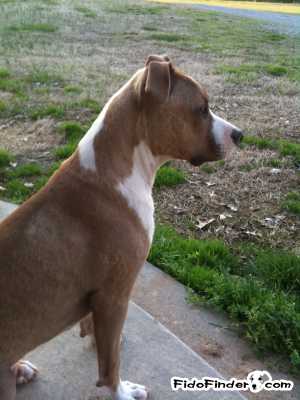 Safe Boxer in Clarksville, TN