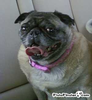 Safe Pug in Plano, TX US