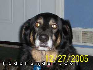 Safe German Shepherd Dog in Madison Heights, MI
