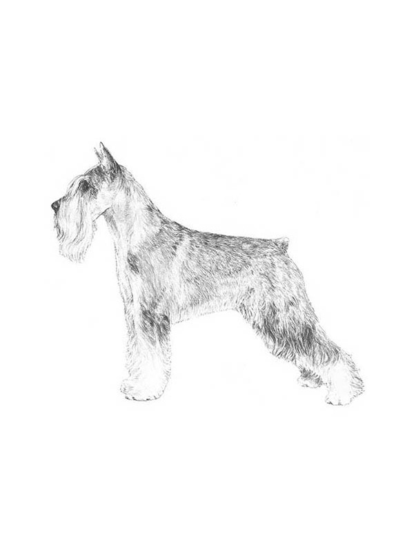 Safe Standard Schnauzer in San Antonio, TX