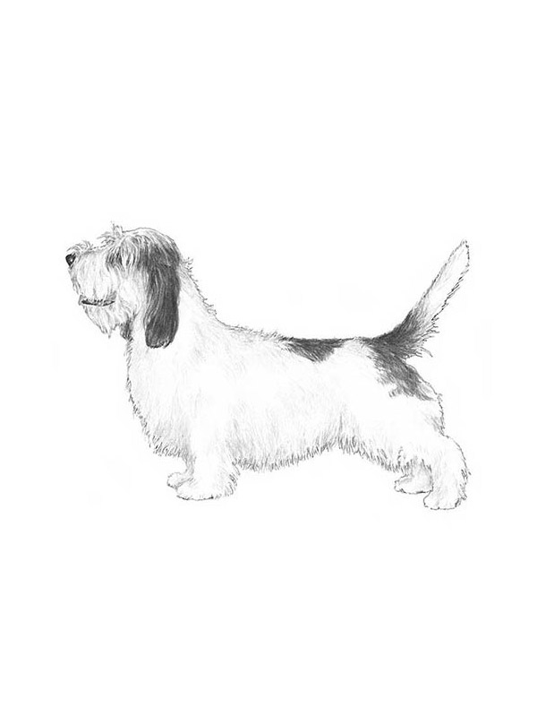 Safe Petit Basset Griffon Vendeen in Chicago, IL