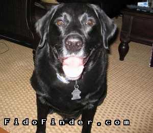 Safe Labrador Retriever in Key Biscayne, FL