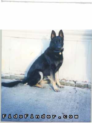Safe German Shepherd Dog in Englewood, FL