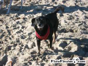 Safe Dachshund in Huntington Beach, CA