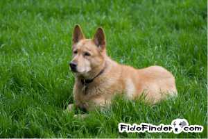 Safe German Shepherd Dog in Issaquah, WA