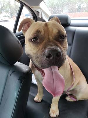 Safe Staffordshire Bull Terrier in Las Vegas, NV