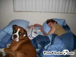 Safe Boxer in New Port Richey, FL