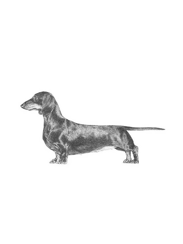 Safe Dachshund in Mount Holly, NC