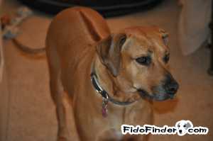 Safe Rhodesian Ridgeback in Houston, TX