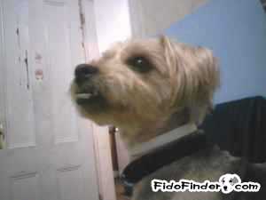 Safe Yorkshire Terrier in Providence, RI