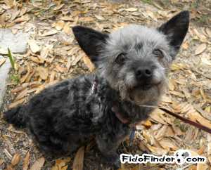 Safe Yorkshire Terrier in Jacksonville, FL