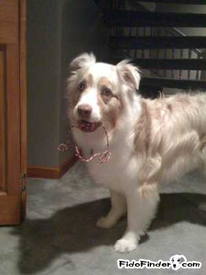 Safe Australian Shepherd in Chicago, IL