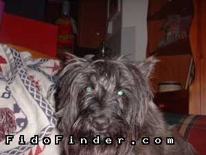 Safe Cairn Terrier in Lees Summit, MO