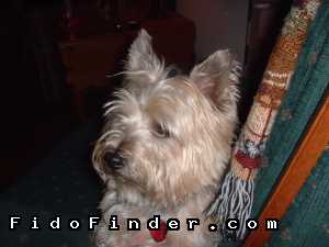 Safe Cairn Terrier in Lees Summit, MO