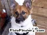 Safe Jack Russell Terrier in Charlotte, NC