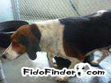 Safe Basset Hound in Bordentown, NJ