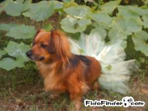 Safe Dachshund in Henderson, TX