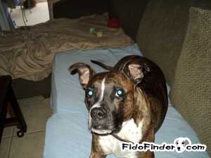 Safe Pit Bull in Phoenix, AZ