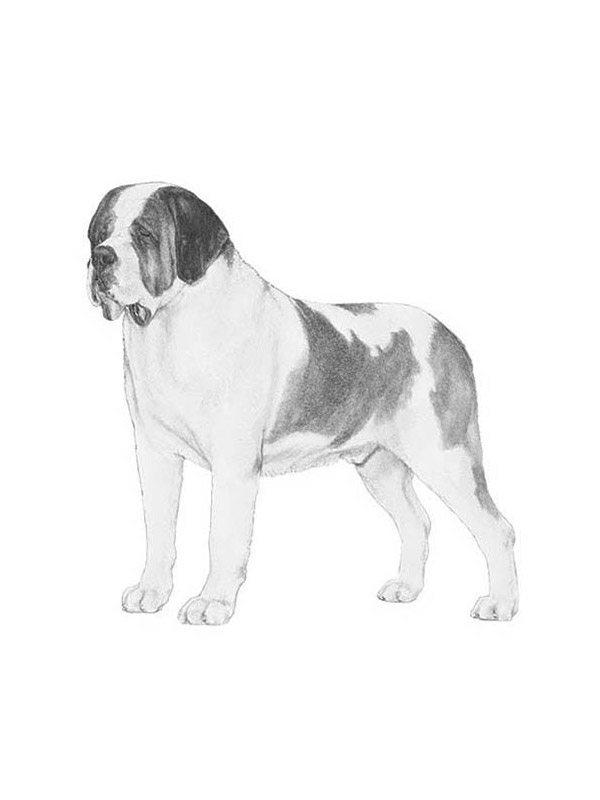 Safe St. Bernard in Litchfield Park, AZ