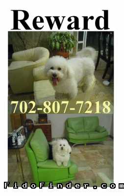 Safe Bichon Frise in Las Vegas, NV