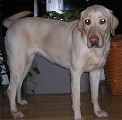 Safe Labrador Retriever in North Olmsted, OH