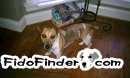Safe Jack Russell Terrier in Frederick, MD