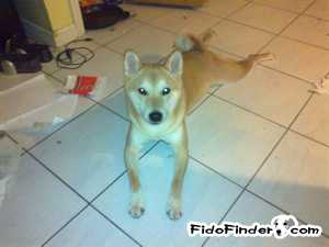 Safe Shiba Inu in Flushing, NY