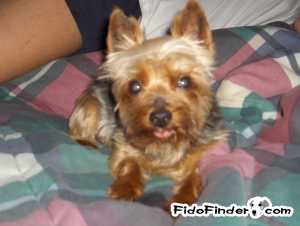 Safe Yorkshire Terrier in South Elgin, IL