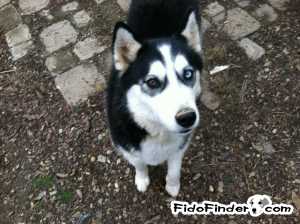 Safe Siberian Husky in Sevierville, TN
