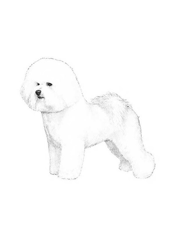 Safe Bichon Frise in Concord, NC