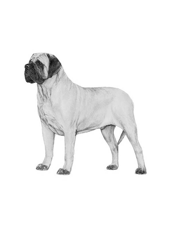 Safe Mastiff in Orting, WA