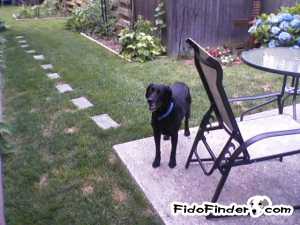 Safe Labrador Retriever in East Meadow, NY