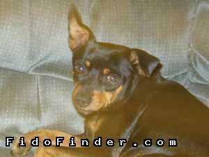 Safe Miniature Pinscher in Phoenix, AZ