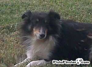 Safe Shetland Sheepdog in Spring, TX