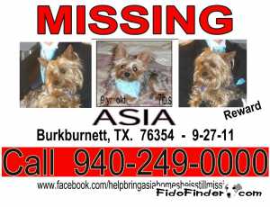 Lost Yorkshire Terrier in Burkburnett, TX