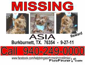 Lost Yorkshire Terrier 