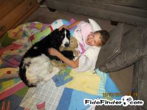 Safe English Springer Spaniel in Stephentown, NY