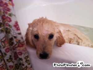 Safe Golden Retriever in Sharpsburg, GA