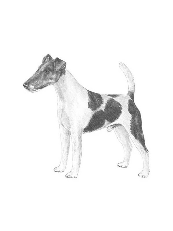 Safe Smooth Fox Terrier in Indianapolis, IN